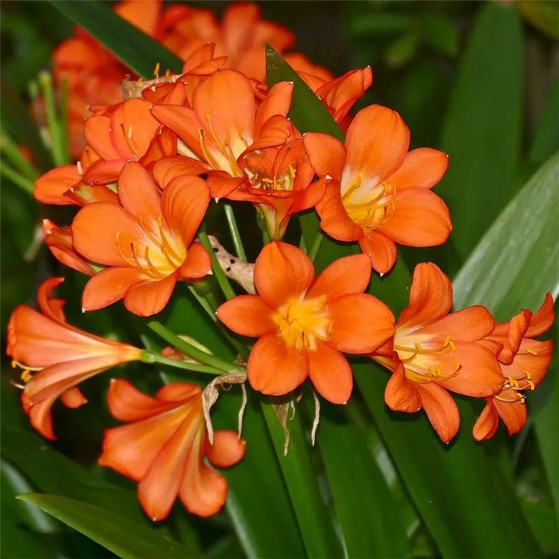 2019真实鲜花图片,2023鲜花爆款图文