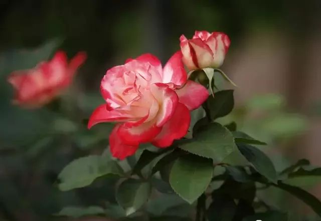 一万年一次的2020520；一起认识100种玫瑰~别送错啊