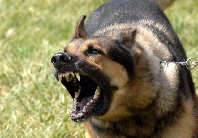 狗狗得狂犬病的前期表现,狂犬病狗狗的表现