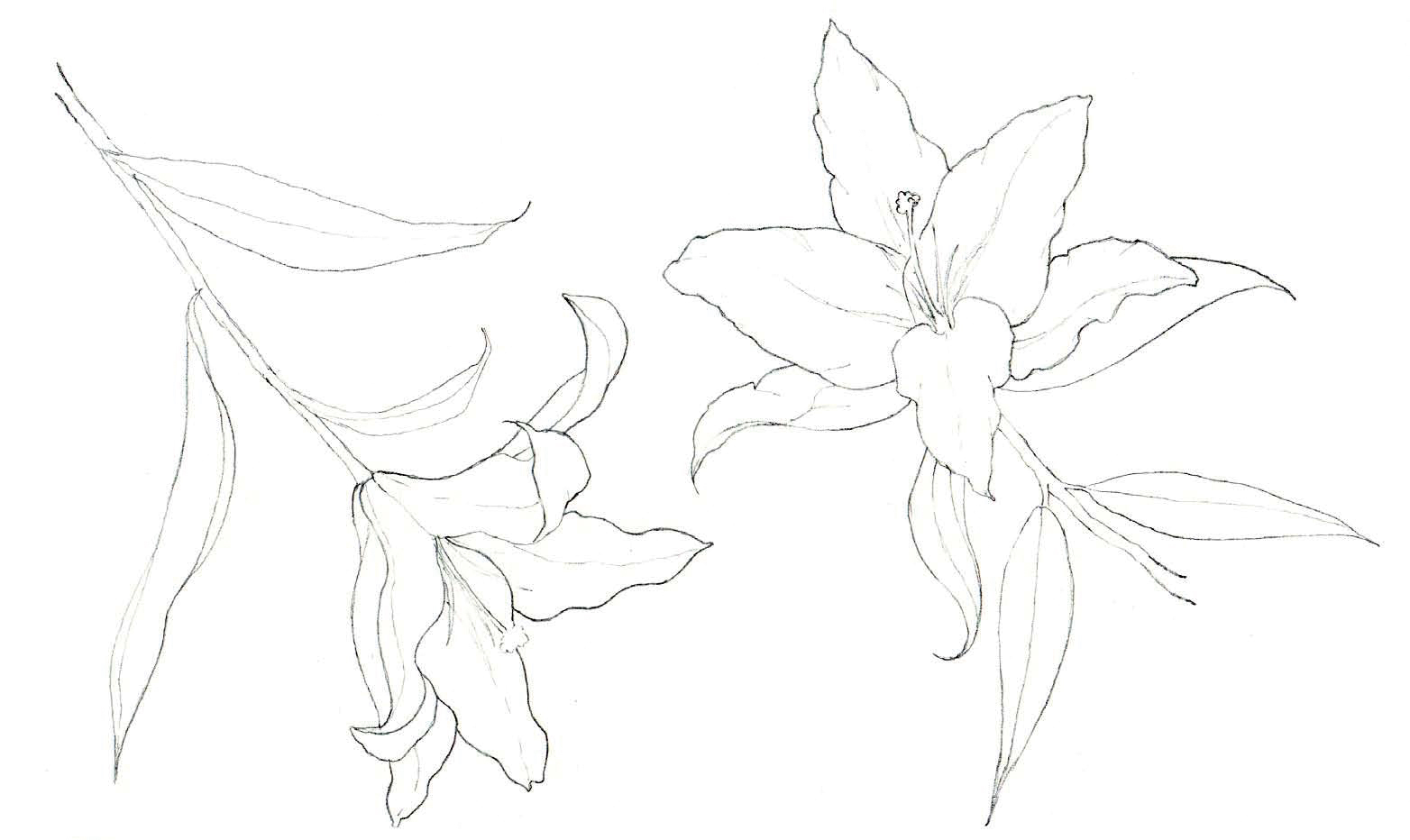 清爽又干净的水彩花卉手绘,学习水彩花卉画法步骤