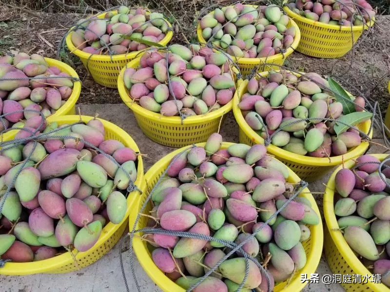 它是芒果中的“爱马仕”，产自海南，一点不比国外的差，你了解吗