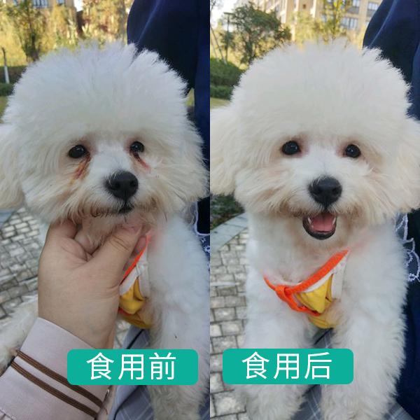 贵宾犬一般吃什么狗粮好,贵宾犬吃什么狗粮好