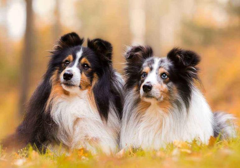 为何现在专业人士主张，狗狗采取人工受精，真相很简单