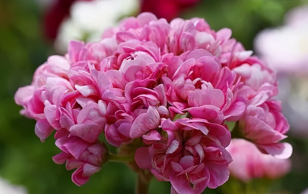 这种花别乱浇水水越多越不开花,这种花不怕冷好养易活