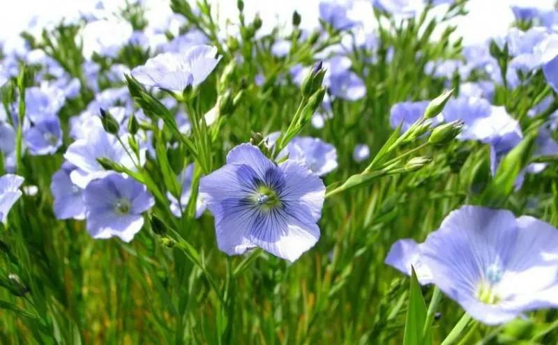 蓝紫色花系植物,蓝紫色系花境植物