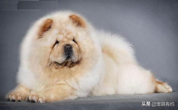 松狮犬的优缺点和怎么喂养,养松狮犬需要注意什么事项