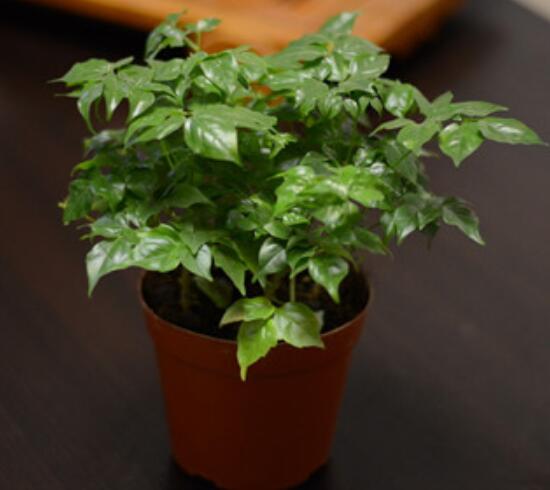 怎么防治幸福树长虫子,幸福树虫害怎么治