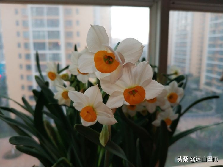 2020新年到、昆明暖冬迎春来,又是一年水仙花开、淡香飘逸的季节