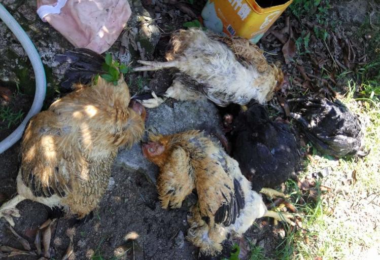 蟒蛇活吞一条蛇,福建泉州蟒蛇吞80多斤羊