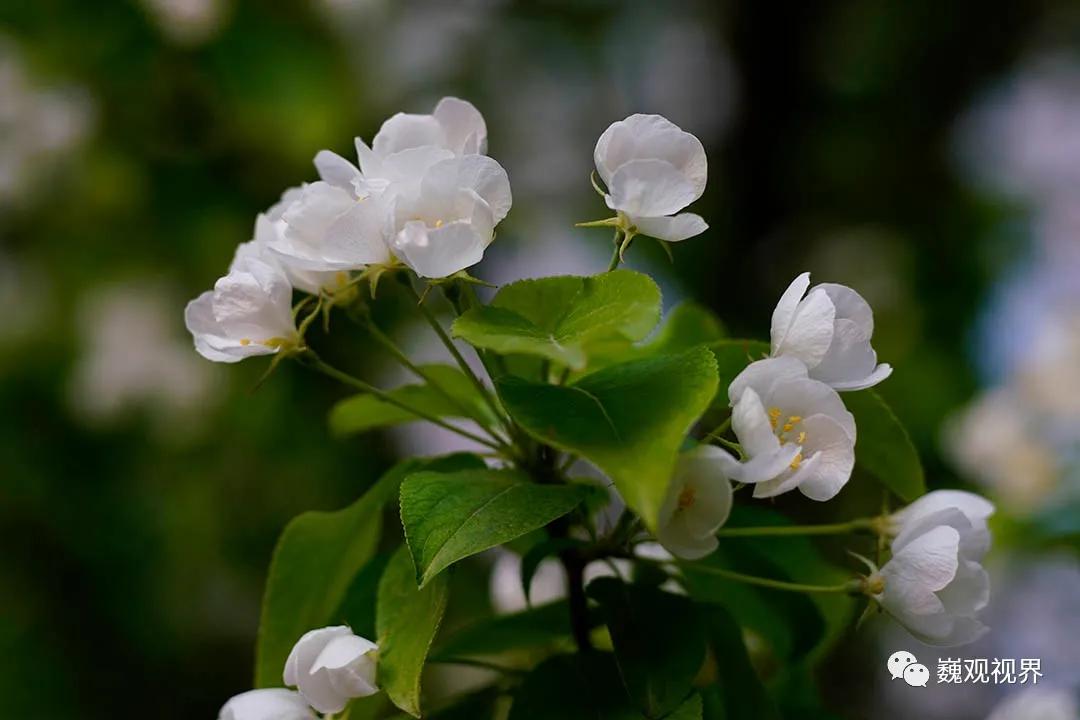 “千里姻缘一线牵”深入了解“SHOTEN”Contax G转Sony E卡口转接环