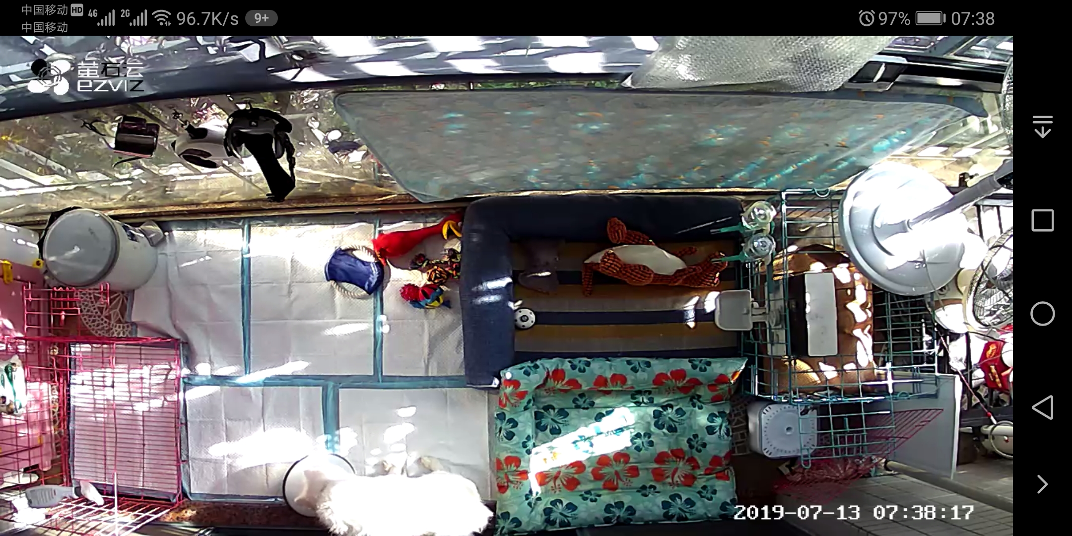 遛狗大爷传授养狗实用技巧,科学养狗狗攻略