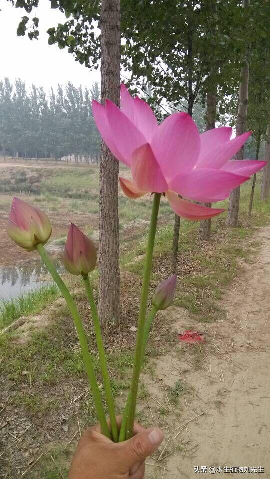 怎么种荷花种子水不浑浊,怎样种荷花种到田里