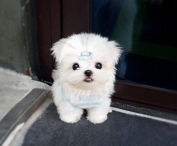 小型犬适合家养的不爱掉毛,十大适合家养的小型犬