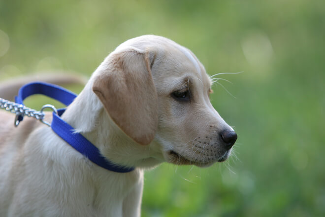 人类*亲近**不能繁殖，为什么却让狗“回交”？甚至品种越纯越好？