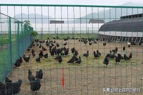 鸡场鸡被野生动物咬死,狗咬死一个鸡场的鸡