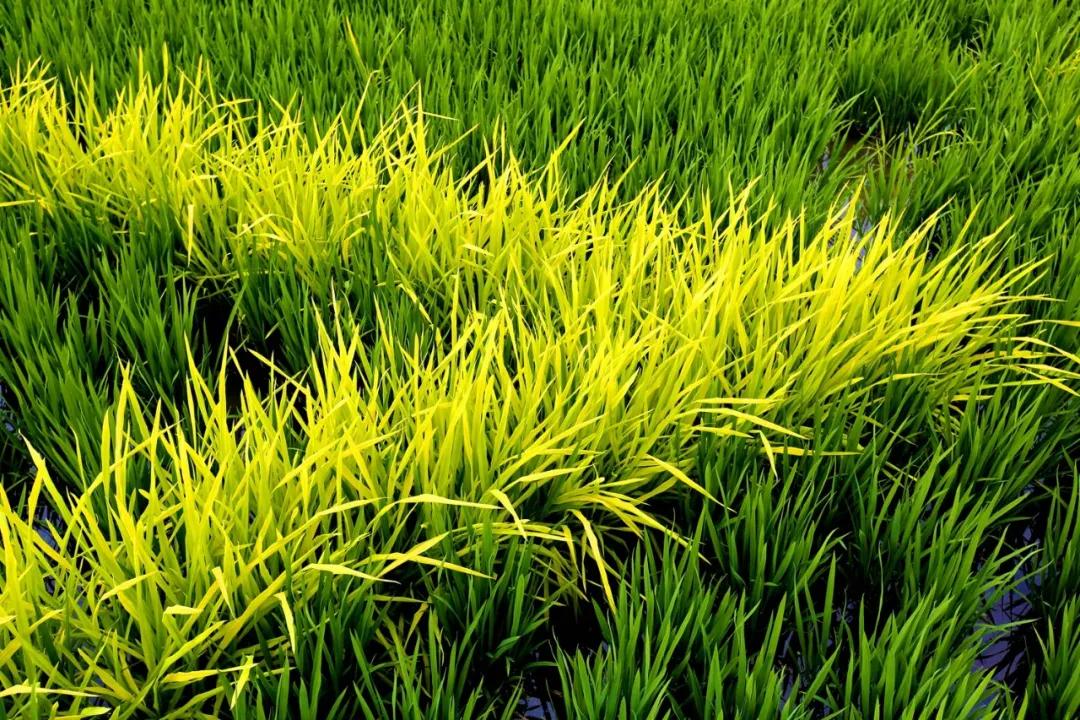 津门网金熙男：最美的稻田