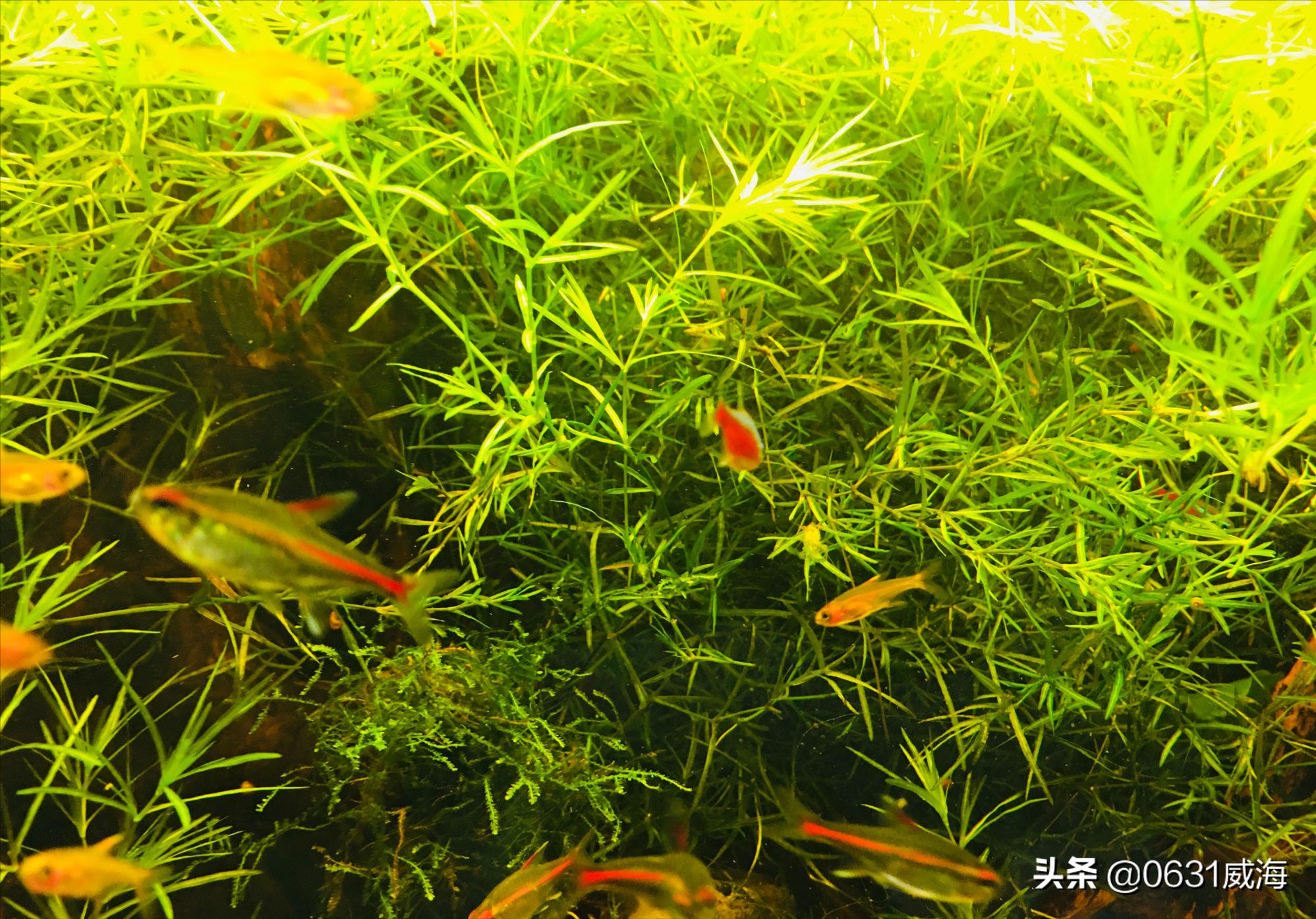 天使鱼鱼鳍变白是什么疾病,灯科鱼常见疾病和表现