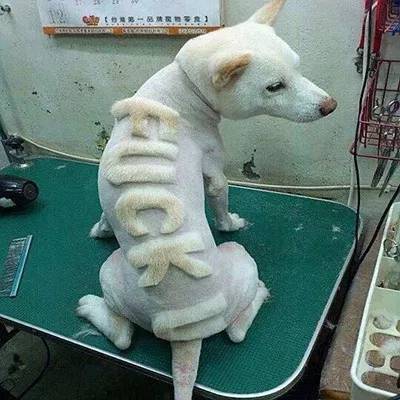 狗毛被剃光狗内心崩溃,把狗毛剃光长出来成卷毛了