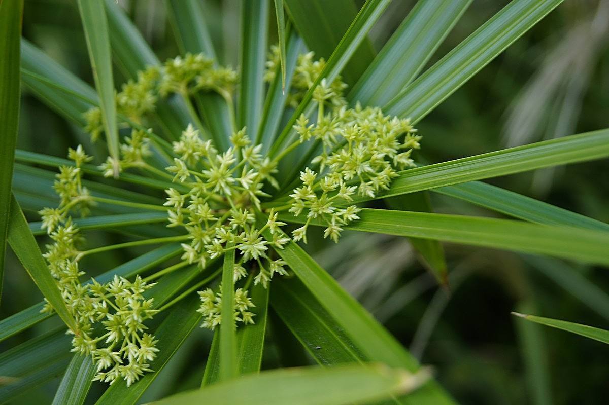 夏天给植物浇水一般是在什么时候,夏天给花浇水是早晨好还是晚上好