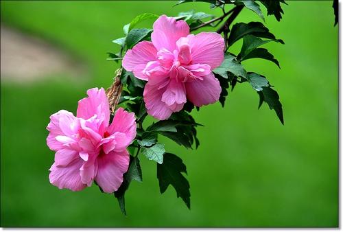 100种漂亮的夏花图片,30种夏花图片大全