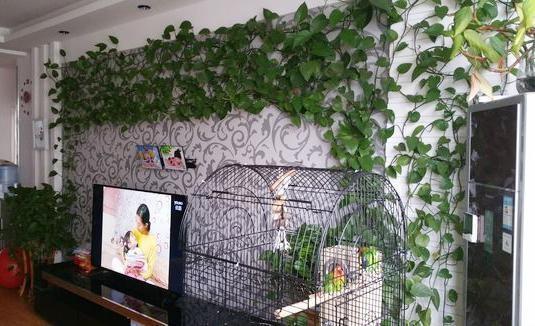 家庭怎么养绿萝用什么肥才茂盛,绿萝浇什么肥料养最好