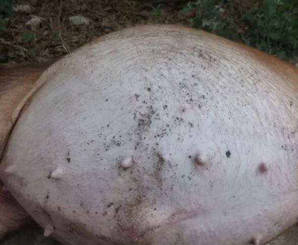 猪胀肚子是什么原因,猪胀肚怎么办