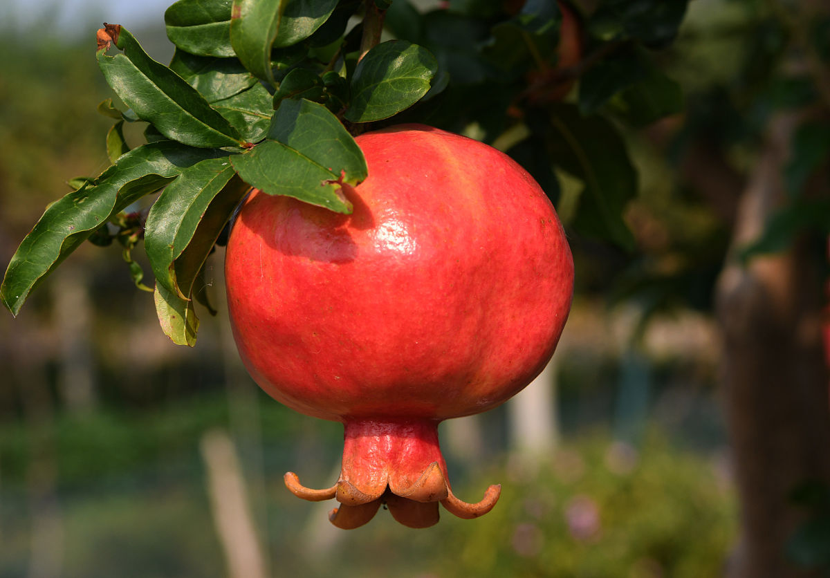 石榴树怎么修剪才能长得快,幼苗石榴树长三个分叉要修剪吗