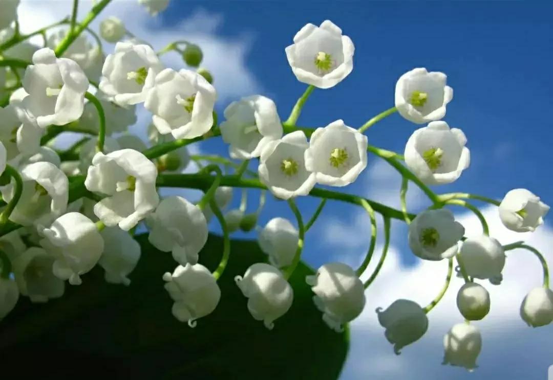 铃儿响叮当双音和弦五线谱,铃儿响叮当三级长笛