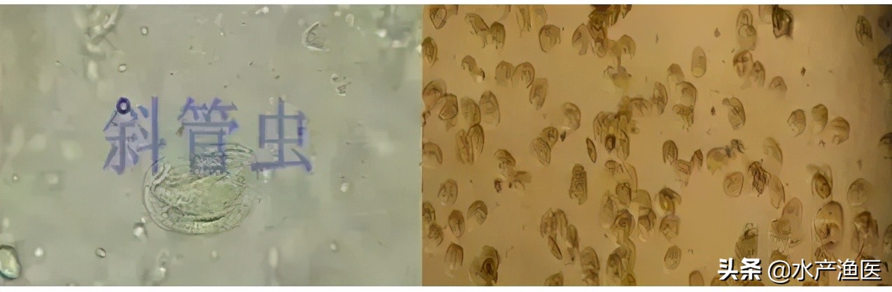养殖鱼常见体外寄生虫,23种鱼类寄生虫图片库
