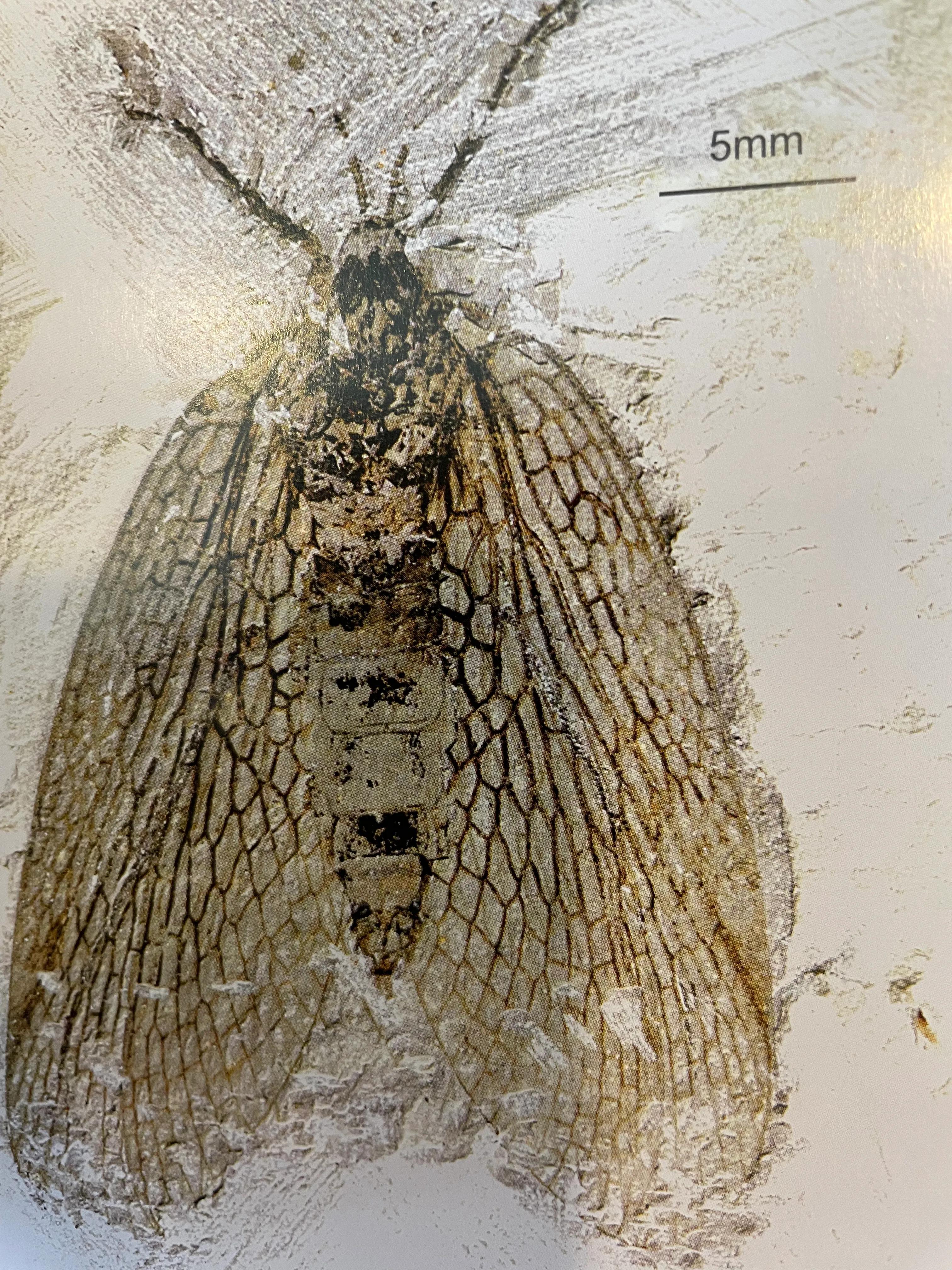 辽西昆虫化石的世界之最(二)