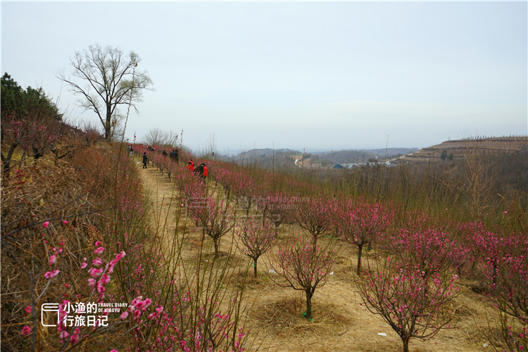 西安秦岭花海一日游,西安周末爬山赏花推荐