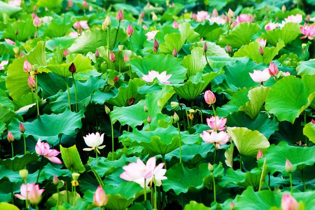 盛夏来一场赏荷盛宴