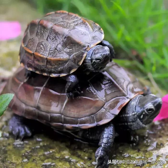 白眼病龟的克星,三线闭壳龟白眼病