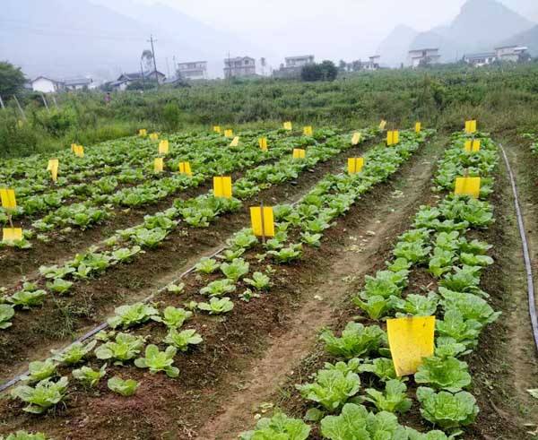 如何消灭土壤里的所有害虫,不用喷药怎么消灭菜园里的害虫