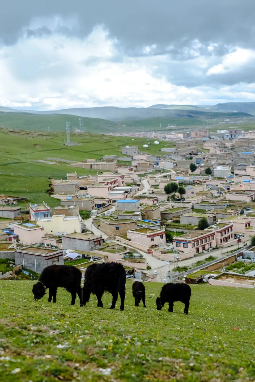 丁真和四川什么关系,丁真背后是谁