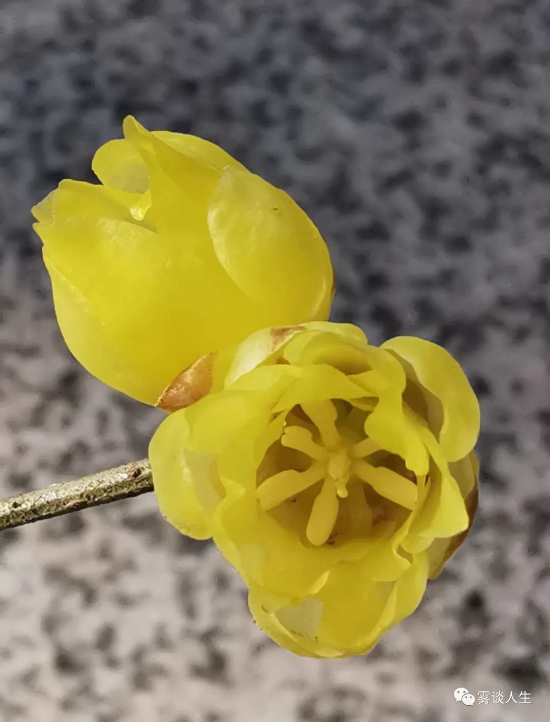 迟来的爱金润吉,迟来的深情