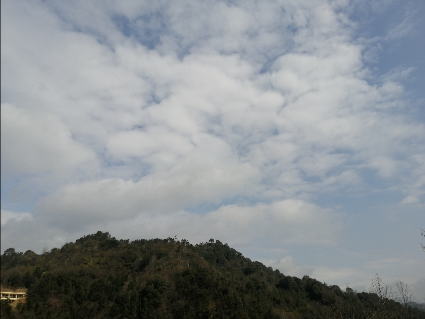 四明山哪座山上有黄精,四明山哪里有山黄精