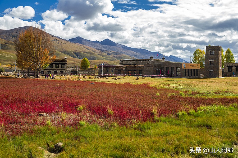 宸濊タ楂樺師澶ц崏鍘熺殑璺笂鐓х墖,闈掕棌楂樺師涓婄殑鑽夊師闆北椋庢櫙
