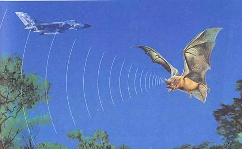 【酸甜科技史】大自然中的老师——仿生学的前世今生