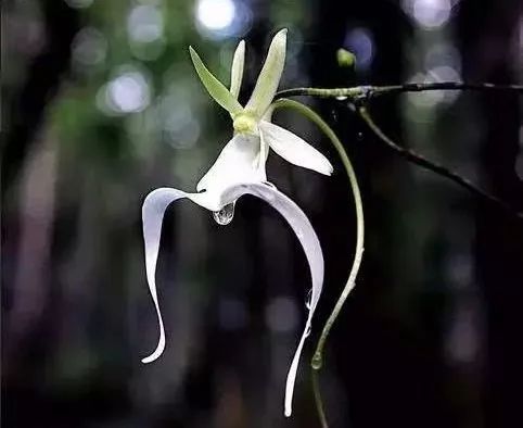不长叶子的鬼兰价值多少钱,最贵的兰花鬼兰图片
