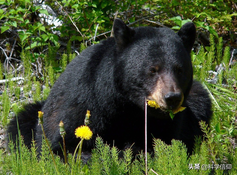 遇到熊如何自救,遇到熊如何保命装死有用吗