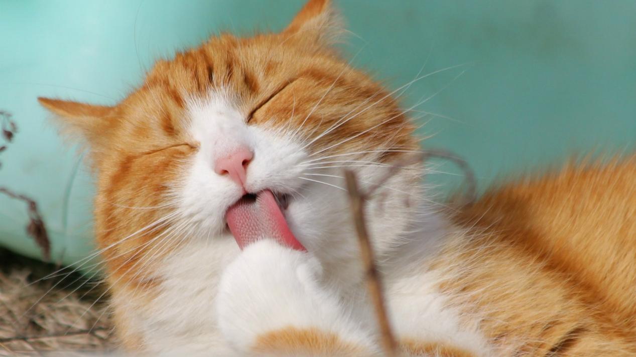 猫咪肠胃炎吃阿莫西林有用吗,猫咪肠胃炎吃什么食物好得快