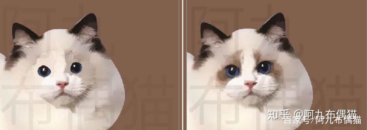 布偶猫舍推荐买什么猫粮,正规布偶猫舍推荐及其地理位置