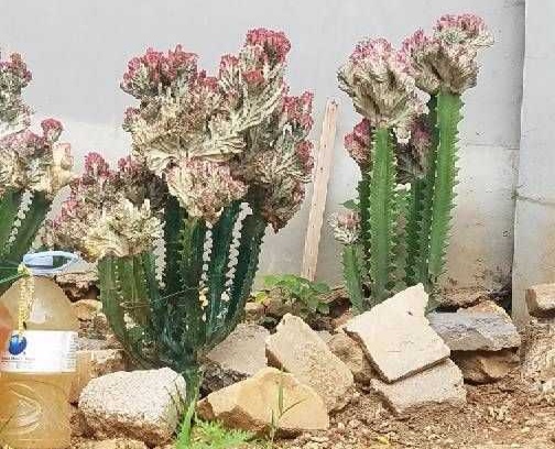 龙骨霸王鞭的功效区别,龙骨花与霸王鞭有什么区别