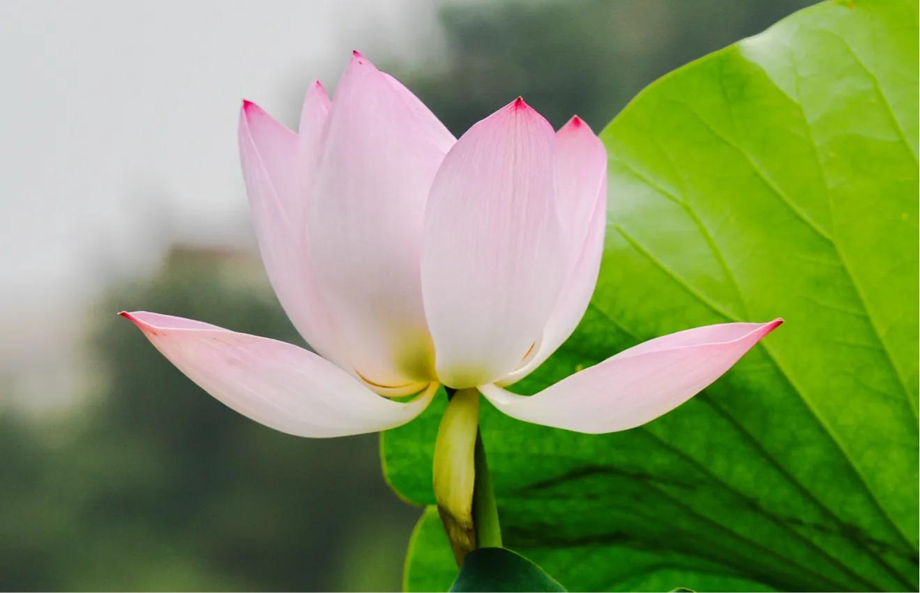 尼康d810还值得入手吗,尼康d810和佳能5d4哪个值得入手