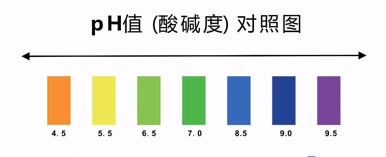 猫尿结石怎么治,猫尿不出尿有结石怎么治疗