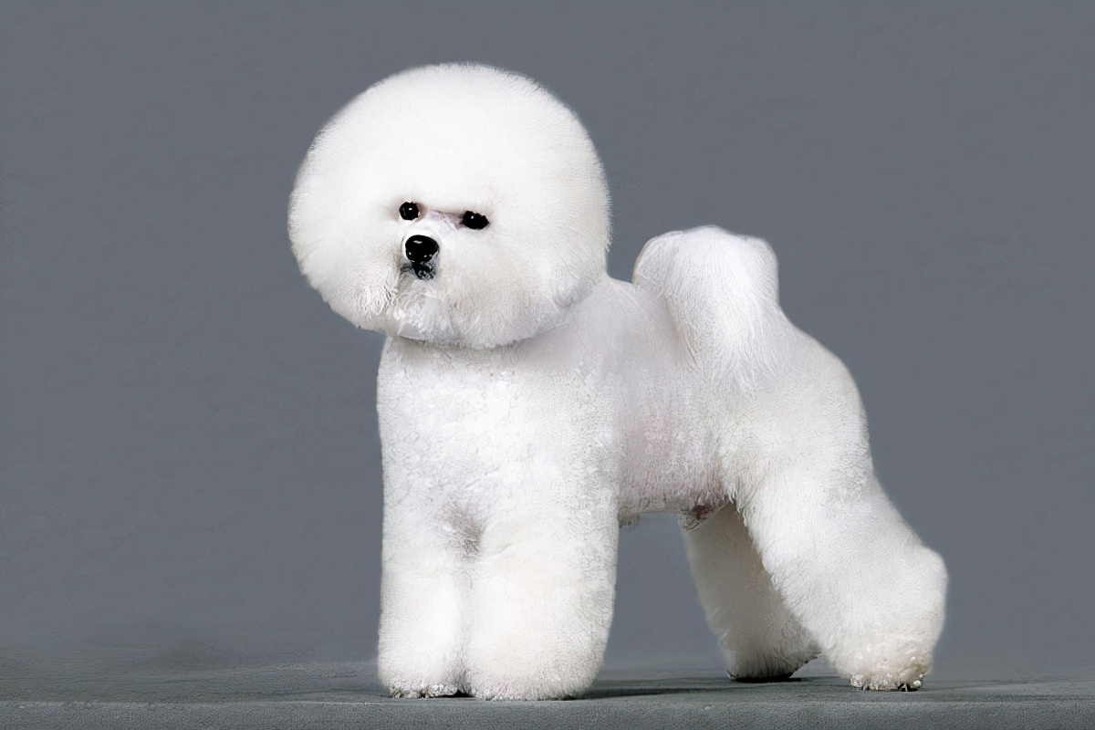 你睡着时狗狗会干什么,比熊犬一旦有这些举动