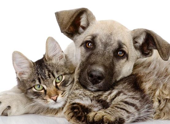 狗生命力强还是猫生命力强,狗耐力比人强吗