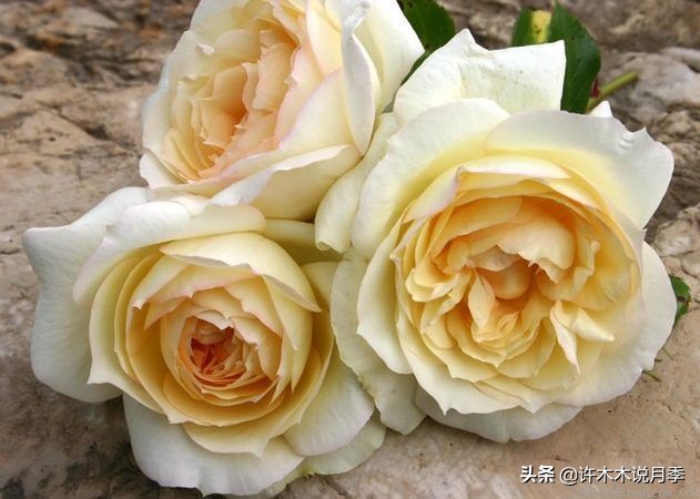 多菌灵可以治疗月季灰霉病吗,月季灰霉病黑斑病黄叶打什么药