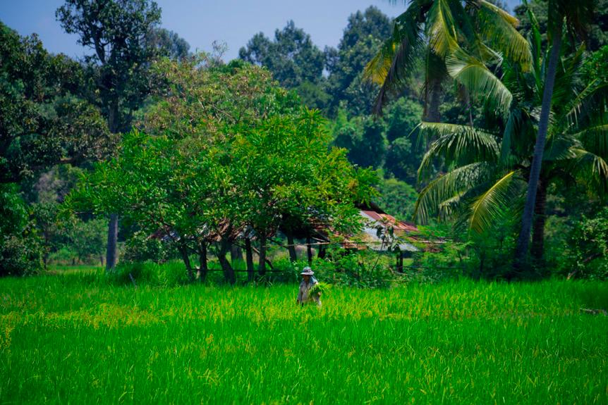 泰国小媳妇有福了！家乡大米辗转1900公里到中国，馋哭不少网友
